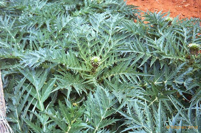 articleimages/کنگر فرنگی/671.jpg